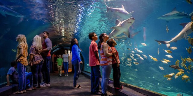 Get Interactive At The Adventure Aquarium